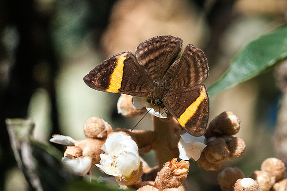 Emesis cypria
