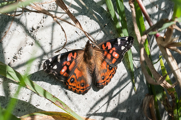 Vanessa braziliensis