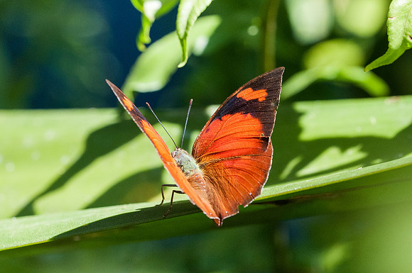 Fountainea ryphea ryphea