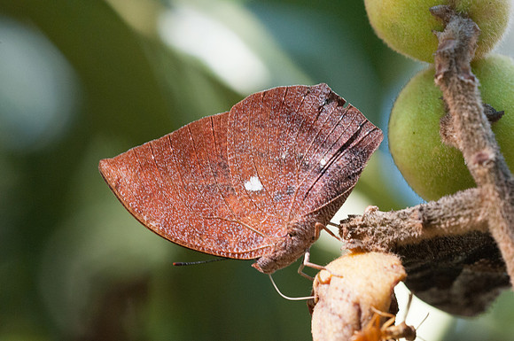 Fountainea ryphea ryphea