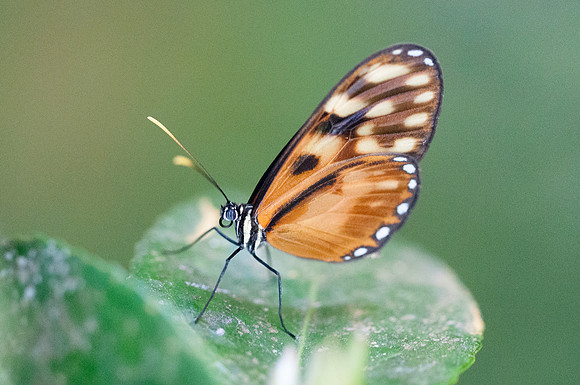Pteronymia latilla nigricans