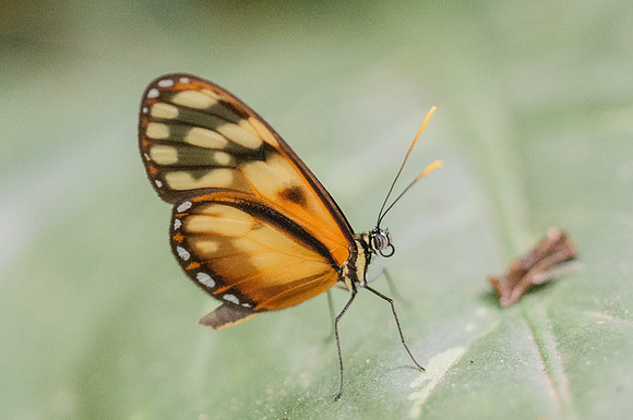 Pteronymia latilla nigricans