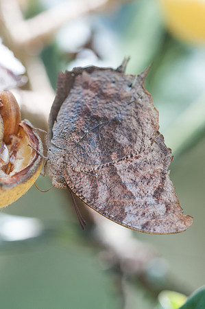 Menphis arginussa