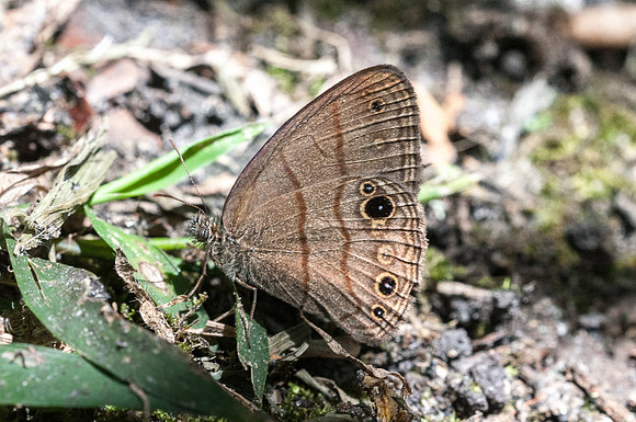 Hermeuptychia harmonia_