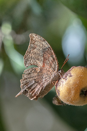 Menphis arginussa - 25/07/15