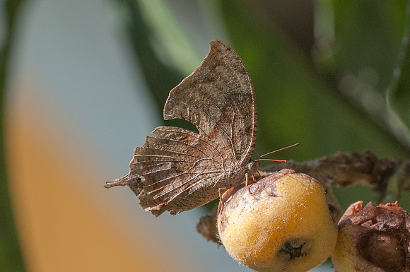 Menphis arginussa - 25/07/15