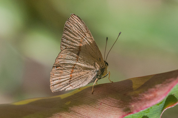 Euselasia mida - Mesa de los santos - 25/07/15