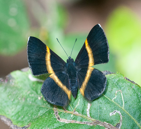 Parcella amarynthina