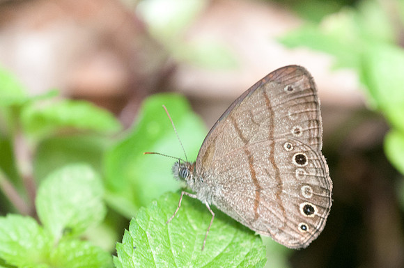 Hermeuptychia hermes