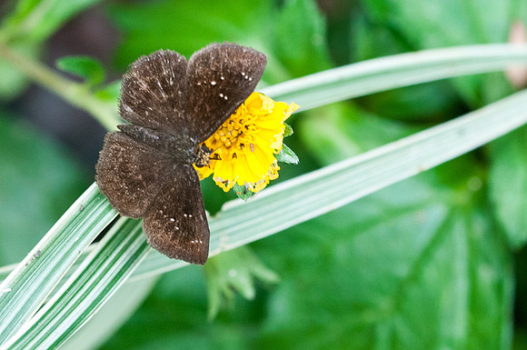 Staphylus sp