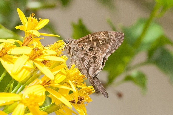 Urbanus dorante