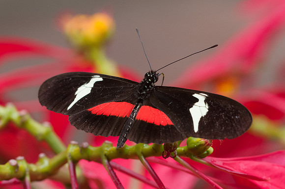 Heliconius clysonymus clysonymus