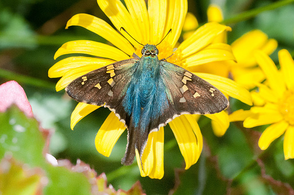 Urbanus viterboana