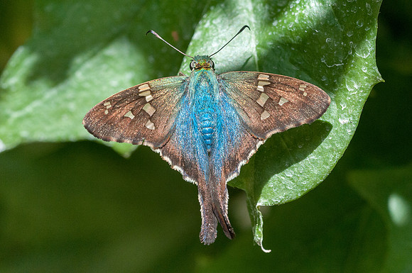 Urbanus viterboana