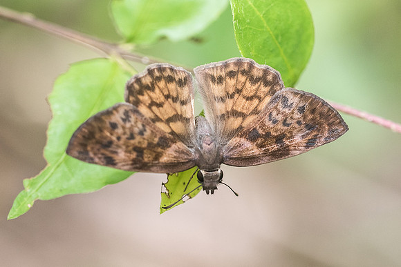 Timochares ruptifasciata