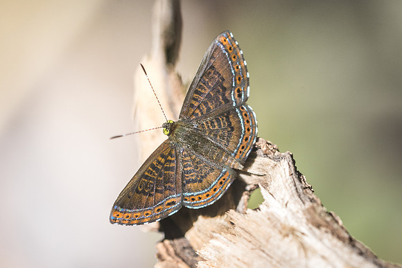 Detritivora barnesi