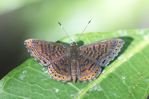 Detritivora barnesi