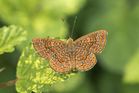 Calephelis sp