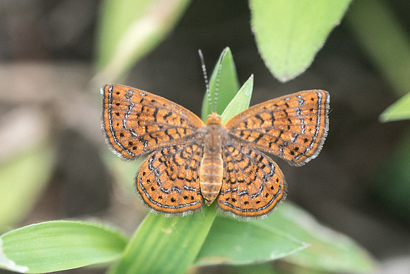 Calephelis sp