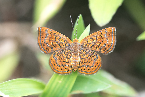 Calephelis sp