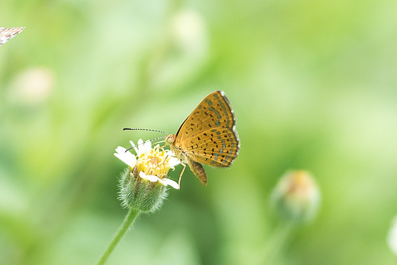 Calephelis sp