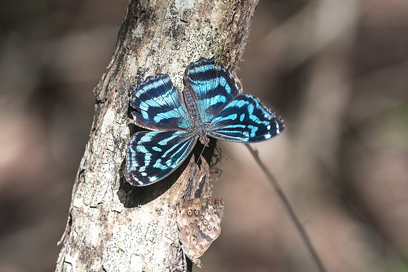 Myscelia ethusa
