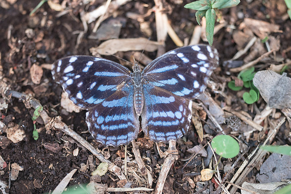 Myscelia ethusa