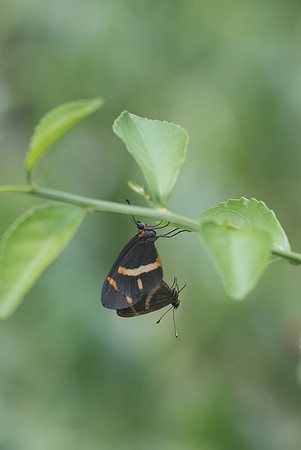 Microtia elva