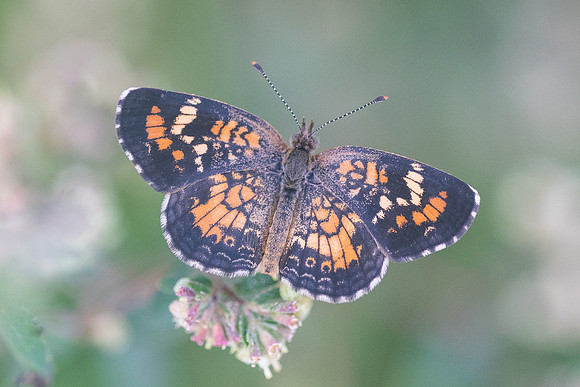 Phyciodes phaon