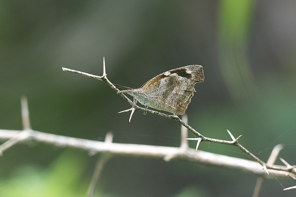 Libytheana carinenta mexicana