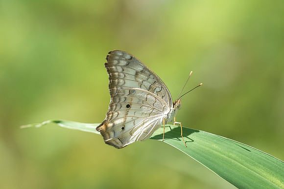 Anartia jatrophae luteipicta