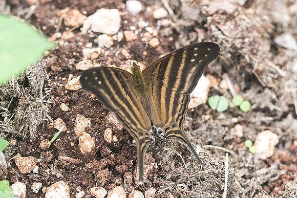 Marpesia chiron