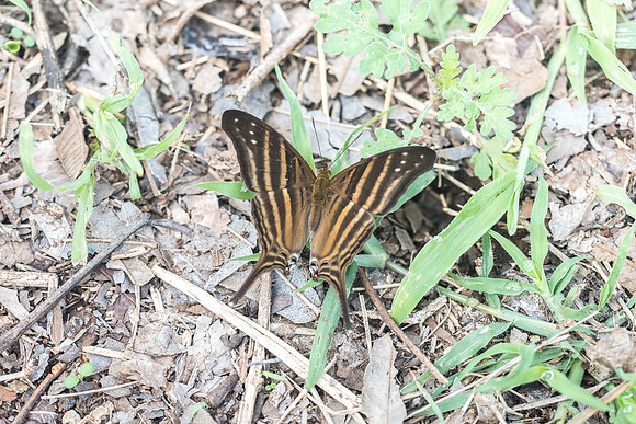 Marpesia chiron