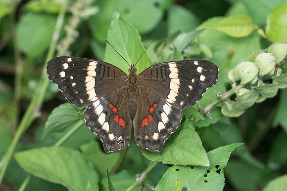 Anartia fatima - Cancun - 1/06/18