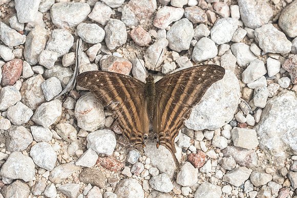 Marpesia chiron