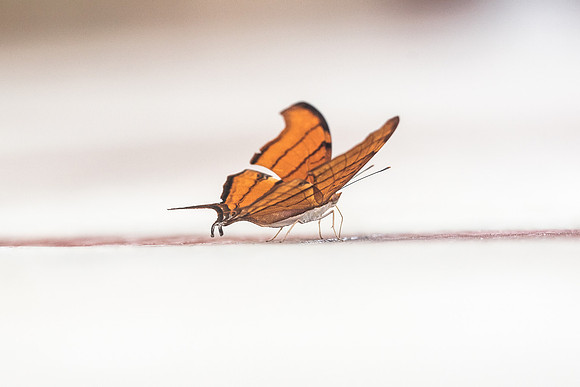 Marpesia petreus