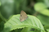Hermeuptychia sosybius
