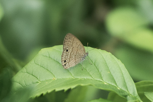 Hermeuptychia sosybius