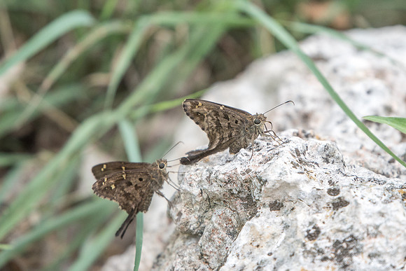 Urbanus proteus