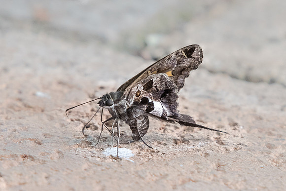 Chioides zilpa