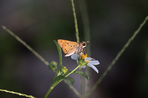Hylephila phyleus ♂