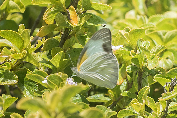 Appias drusilla - Akumal - 26/05/18