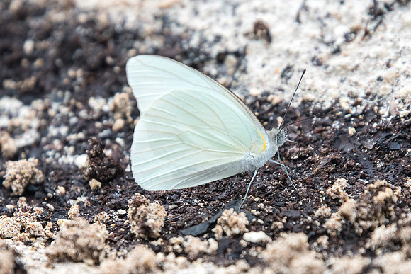 Appias (Glutophrissa) drusilla