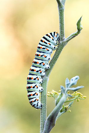 Papilio Papilio machaon (Machaon) - Sainte Appoline - 5/08/18
