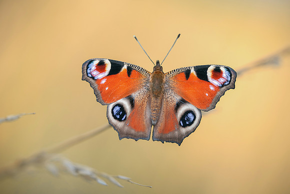 Aglais / Inachis io (Paon du jour) - Précy