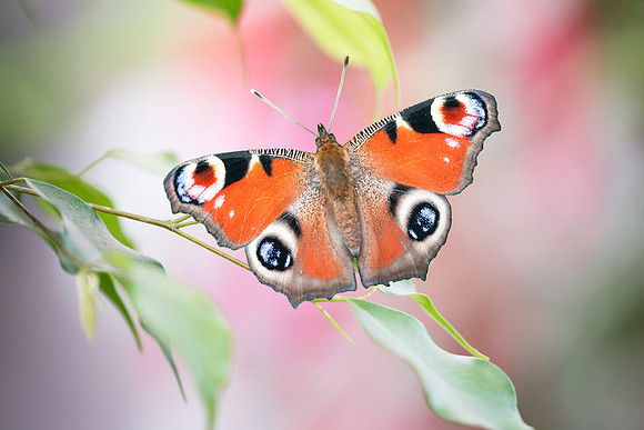 Aglais / Inachis io (Paon du jour)