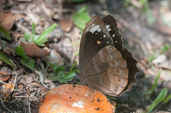 Pronophila unifasciata
