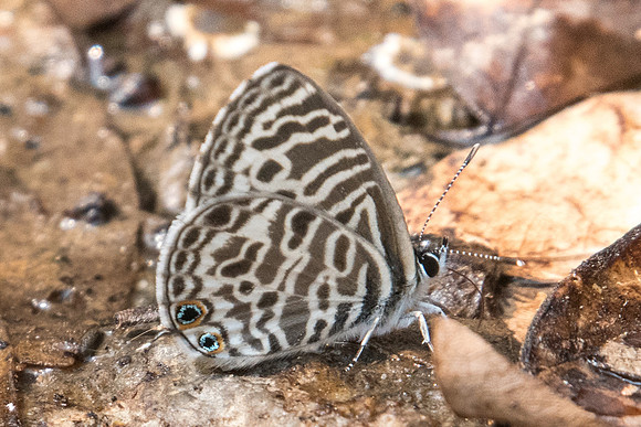 Leptotes plinius-7417 Doi Suthep 10/03/23