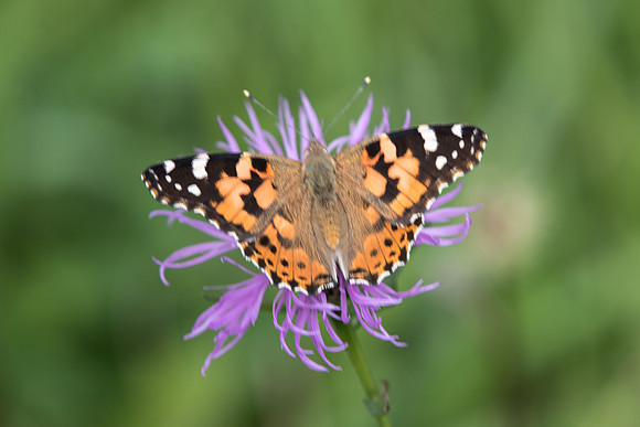 Vanessa cardui