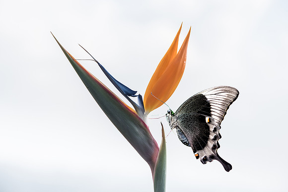 Fleur et papillon